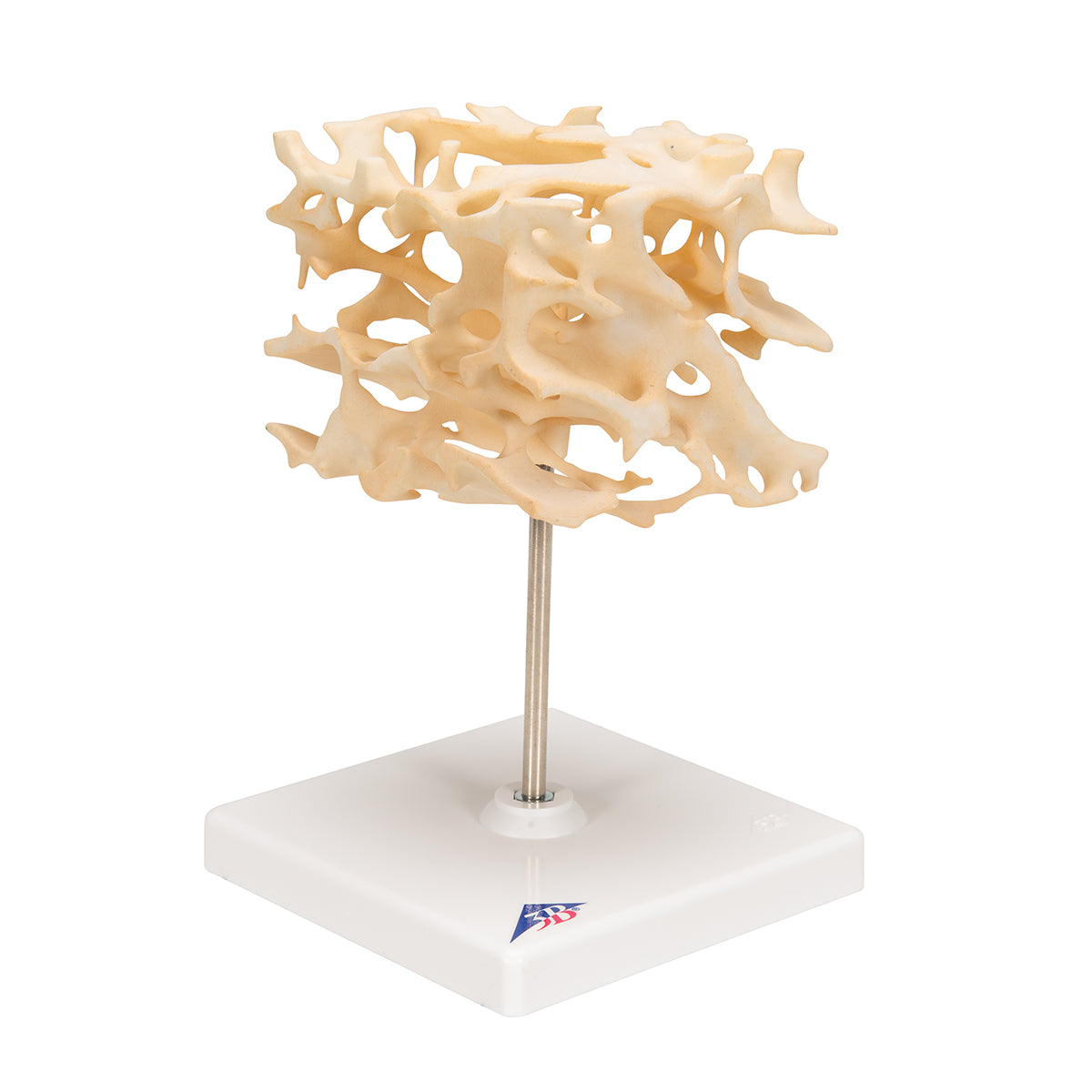 Human Cancellous Bone Model, Enlarged 100 times - 3B Scientific A99, view 2