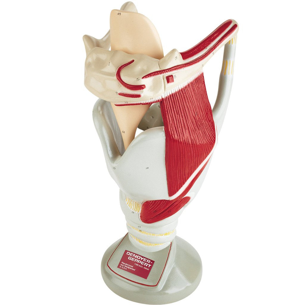 Giant Functional Larynx