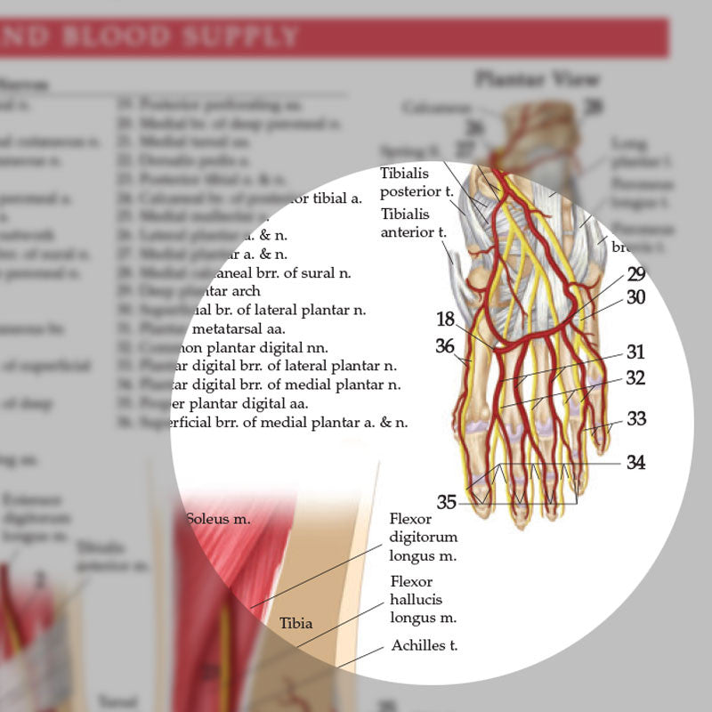 Anatomy and Injuries of the Foot and Ankle - detail