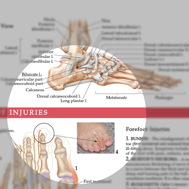 Anatomy and Injuries of the Foot and Ankle - detail