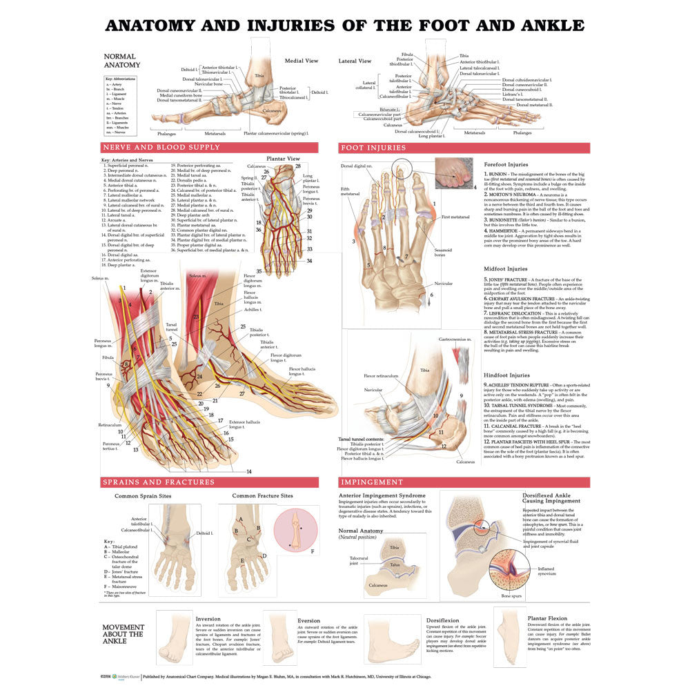 Anatomy and Injuries of the Foot and Ankle