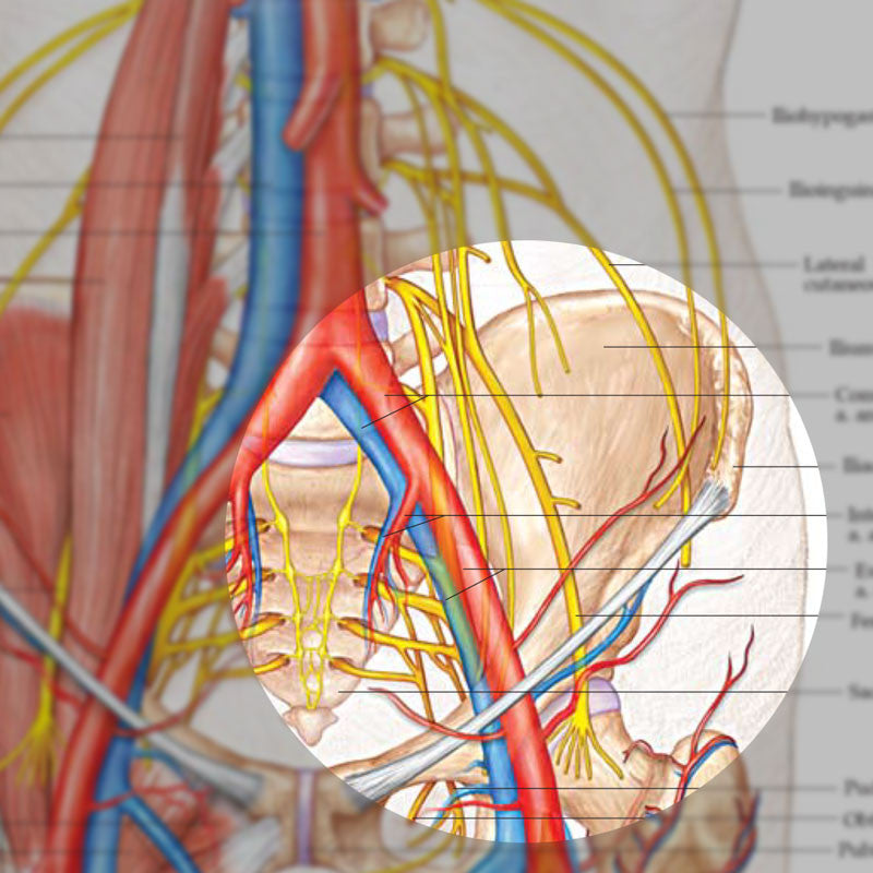 Anatomy and Injuries of the Hip - detail