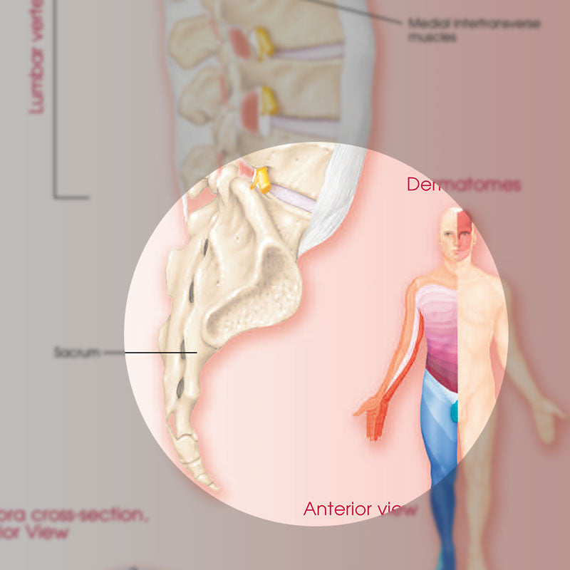 Anatomy and Injuries of the Spine Chart - detail