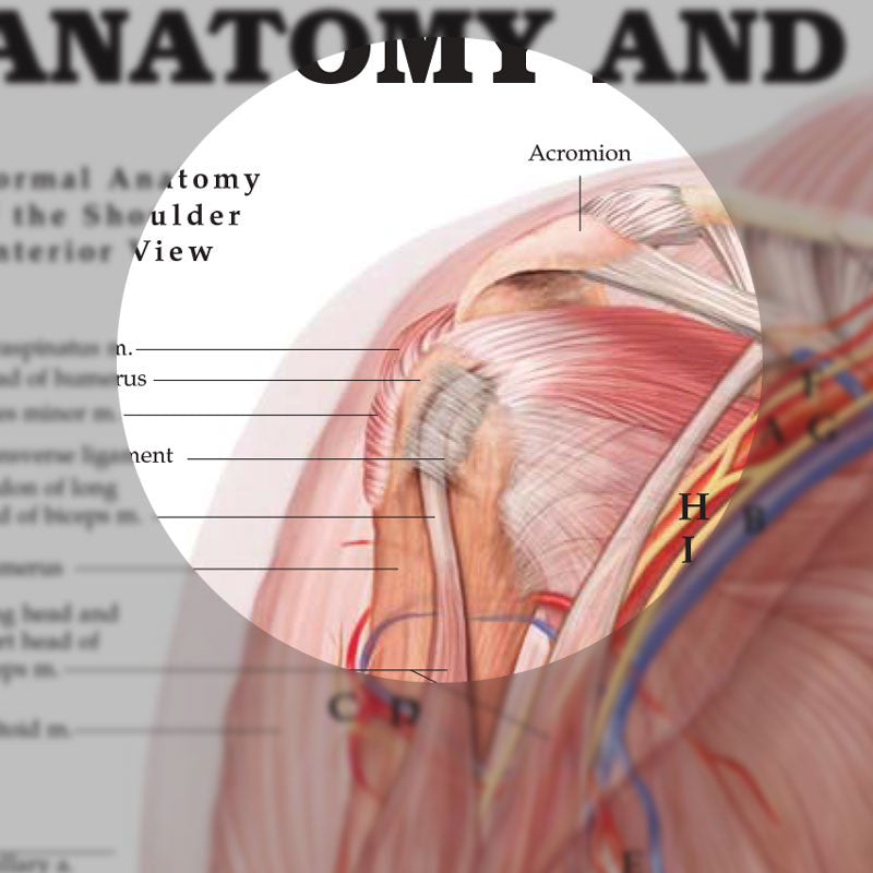 Anatomy and Injuries of the Shoulder - detail