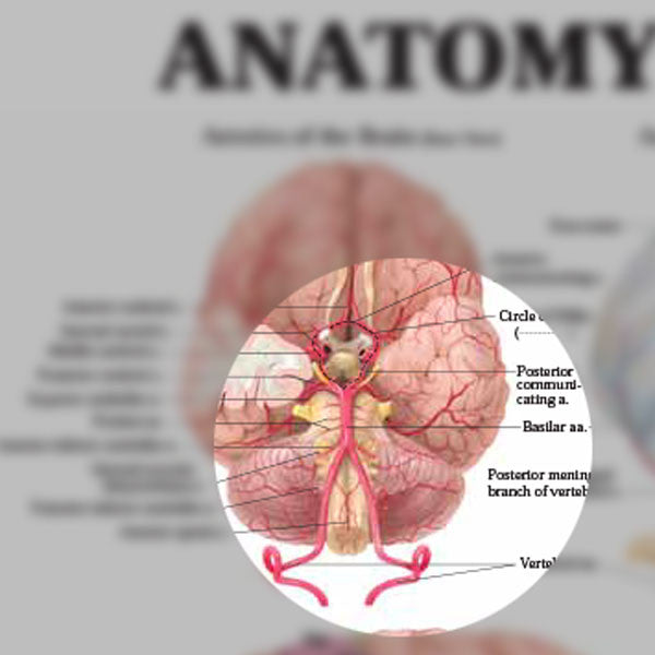 Anatomy of the Brain Chart - detailed