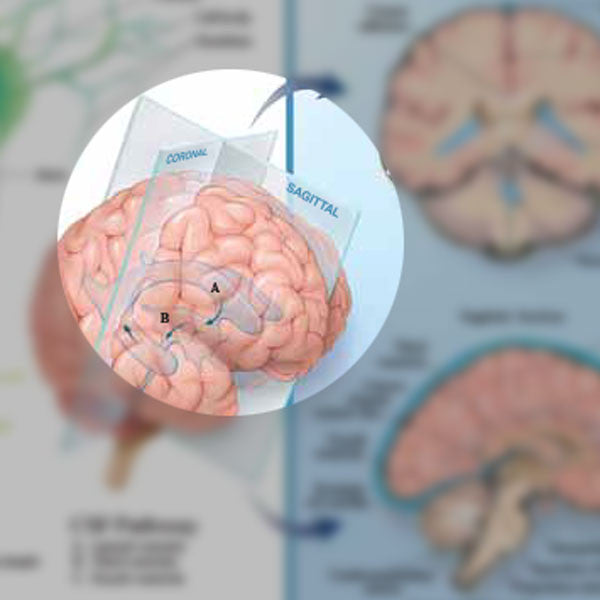 Anatomy of the Brain Chart - detailed