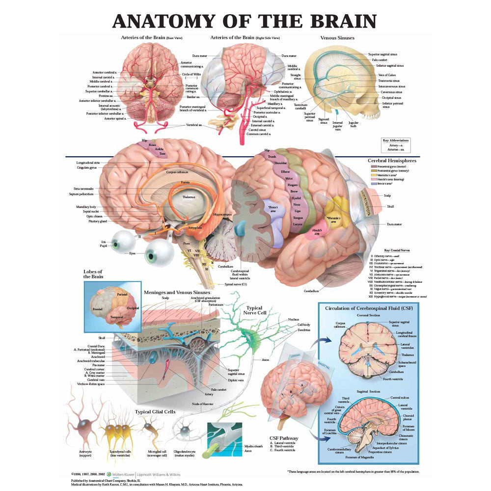 Anatomy of the Brain Chart