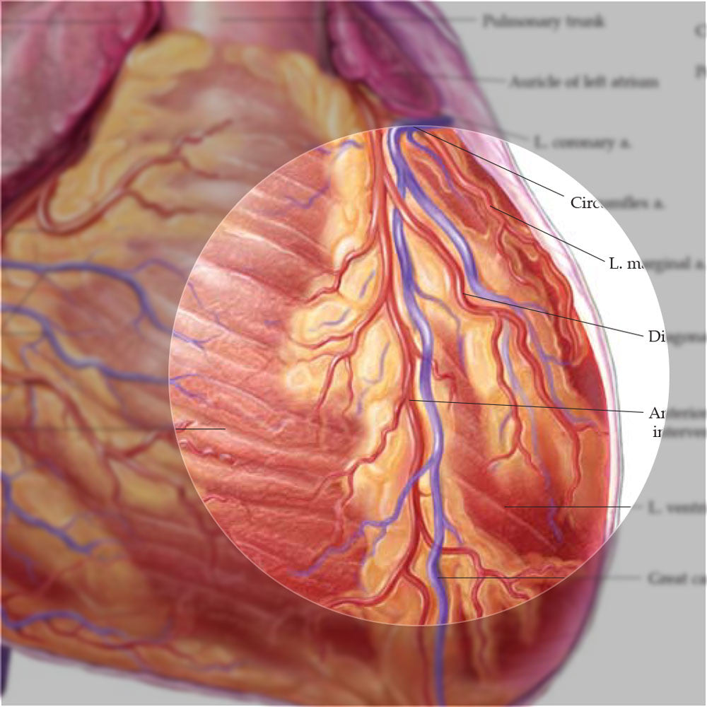 Anatomy of the Heart chart - detail