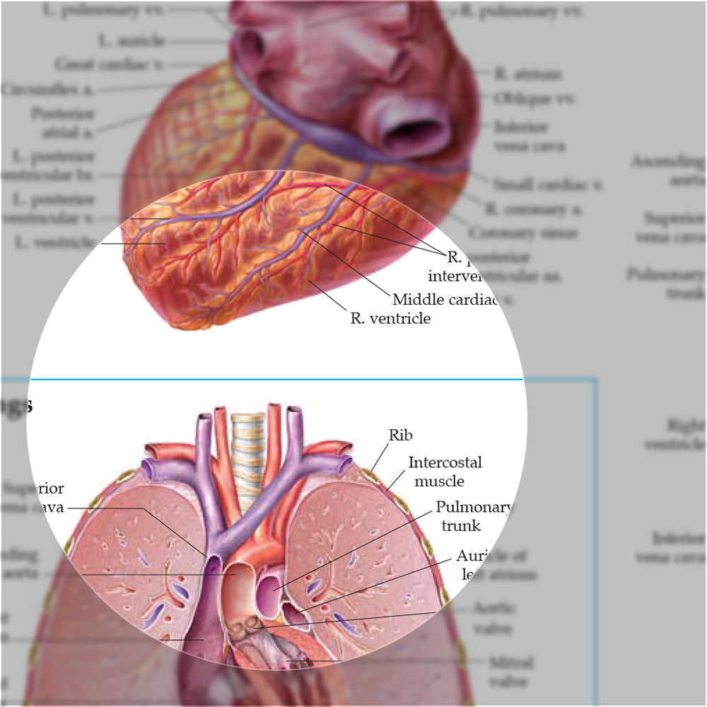 Anatomy of the Heart chart - detail