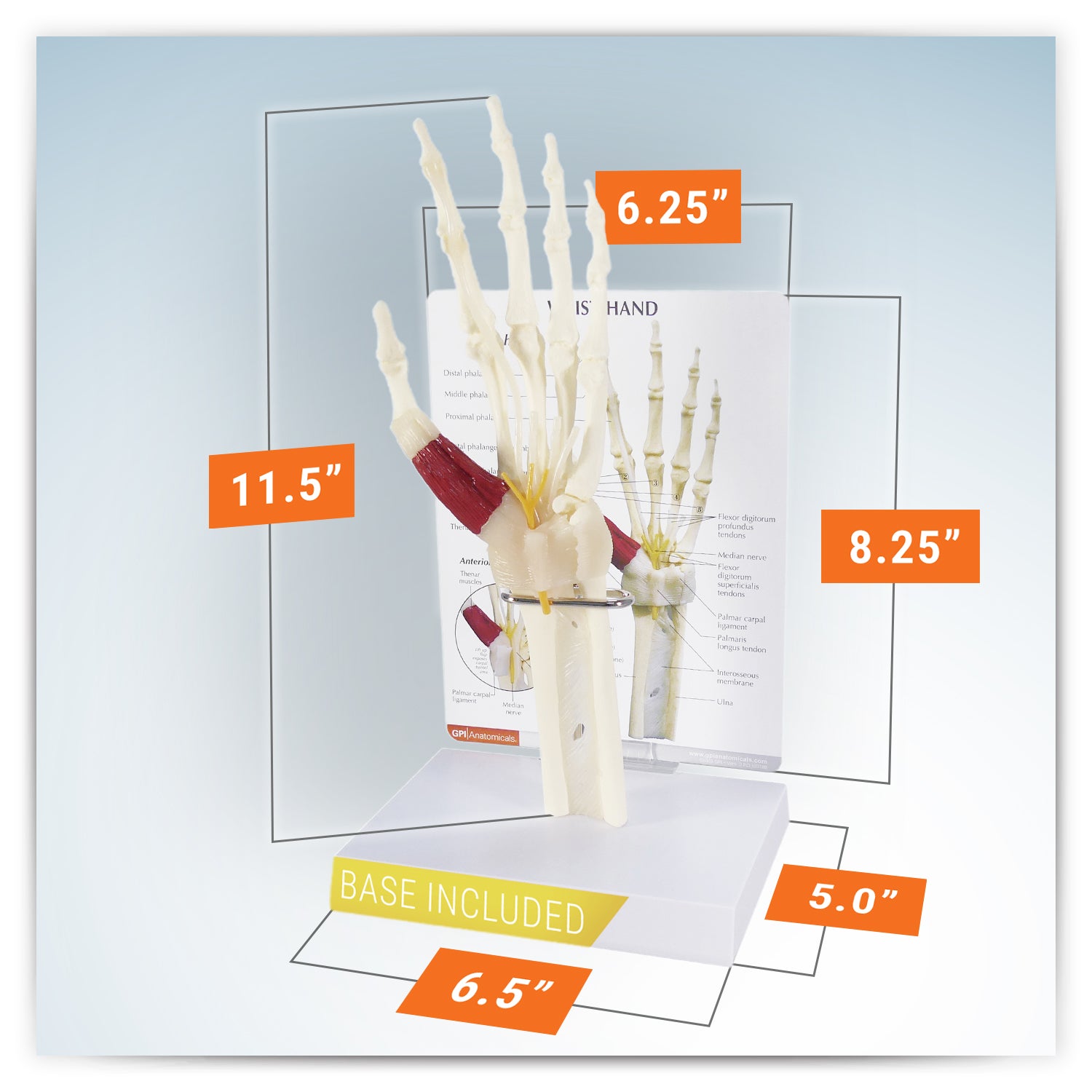 Hand/Wrist (Carpal Tunnel Syndrome)