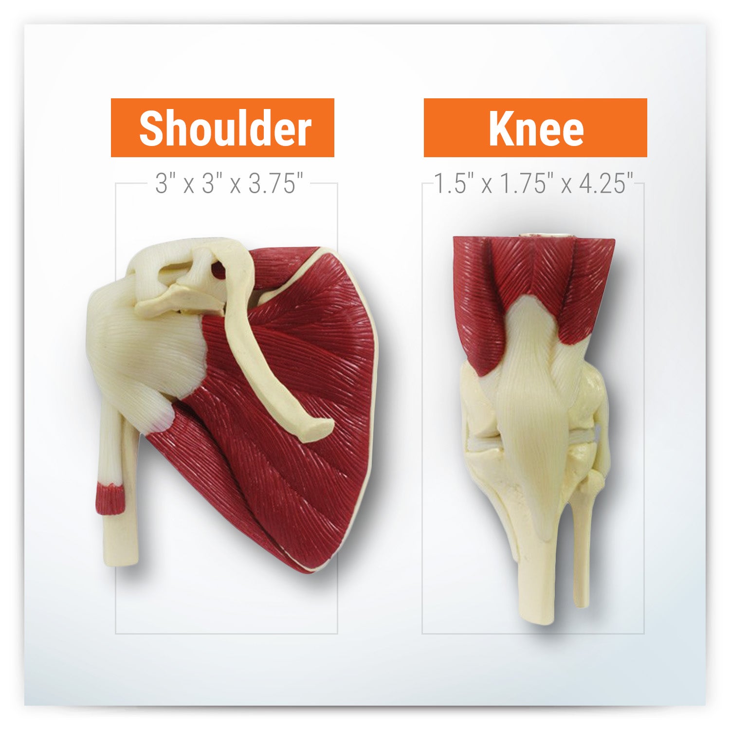 Mini-Muscled Joint Set