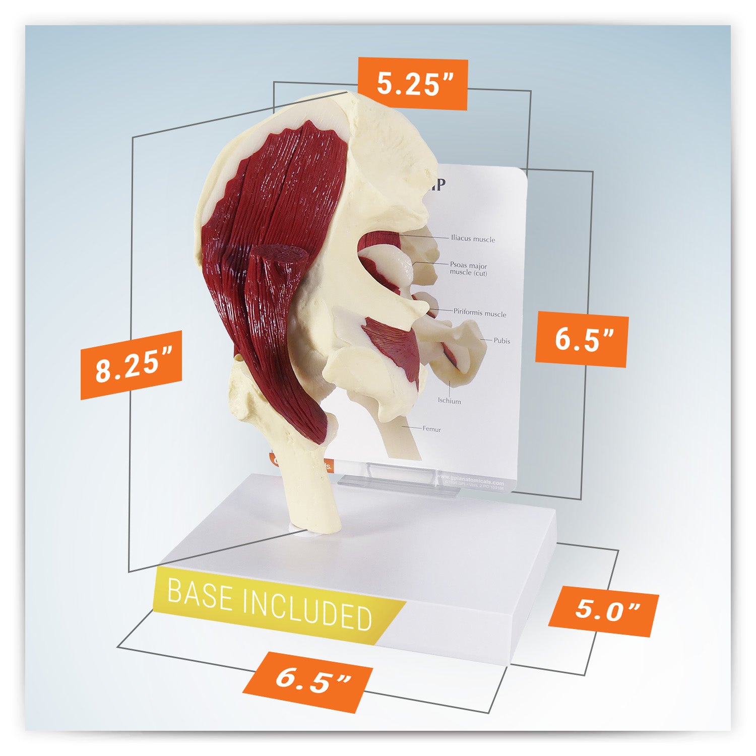 Muscled Hip