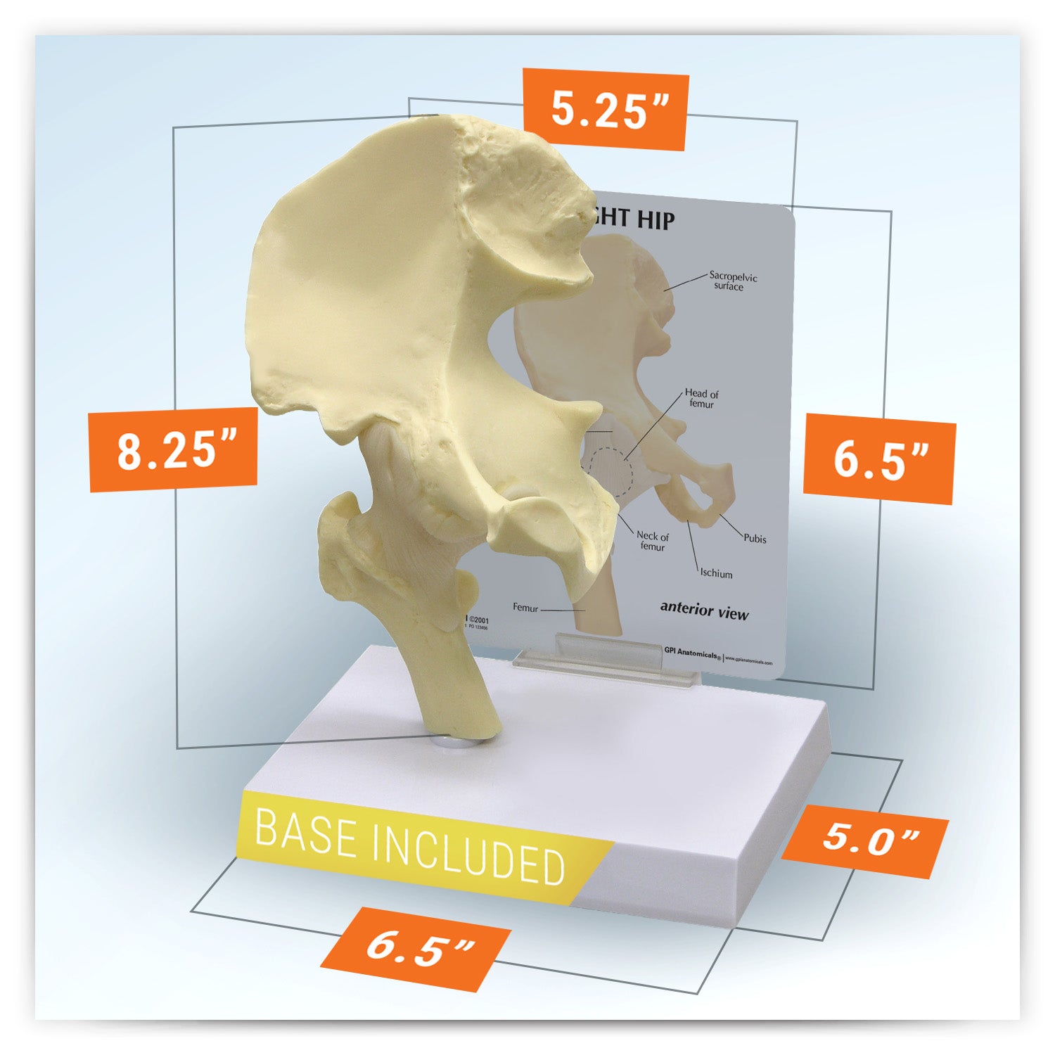 Basic Hip