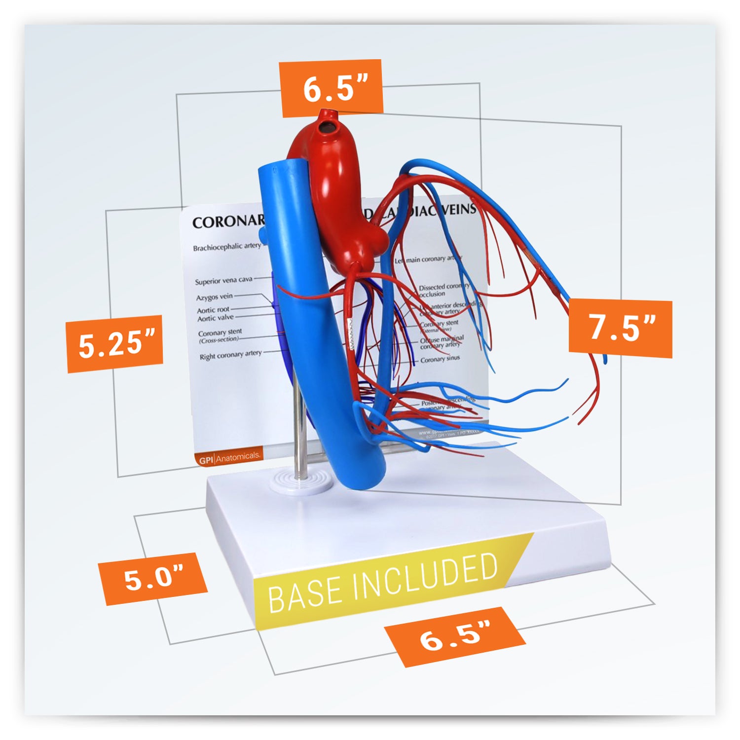 Coronary Arteries & Cardiac Veins (CACV)