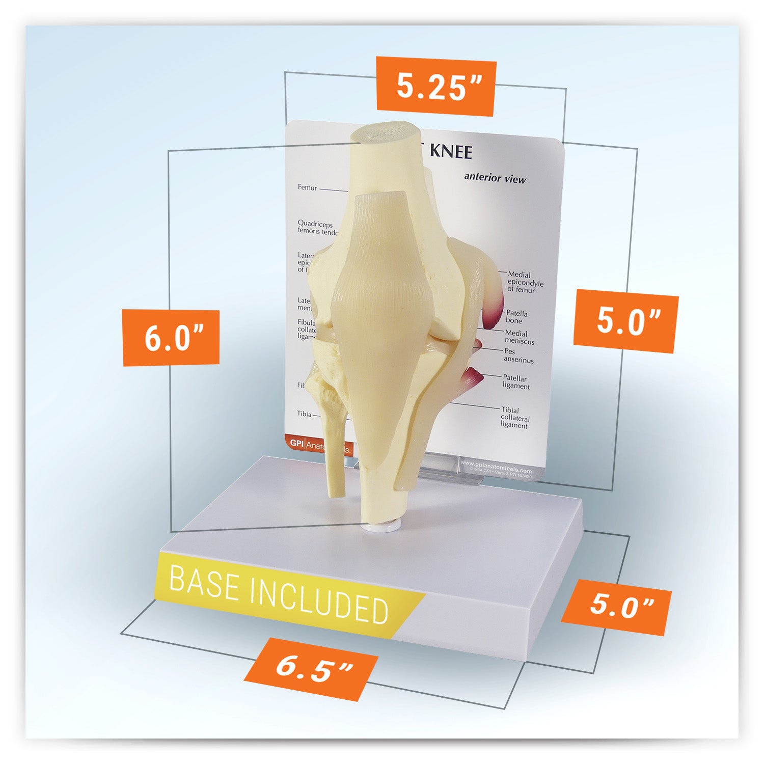 Basic Knee