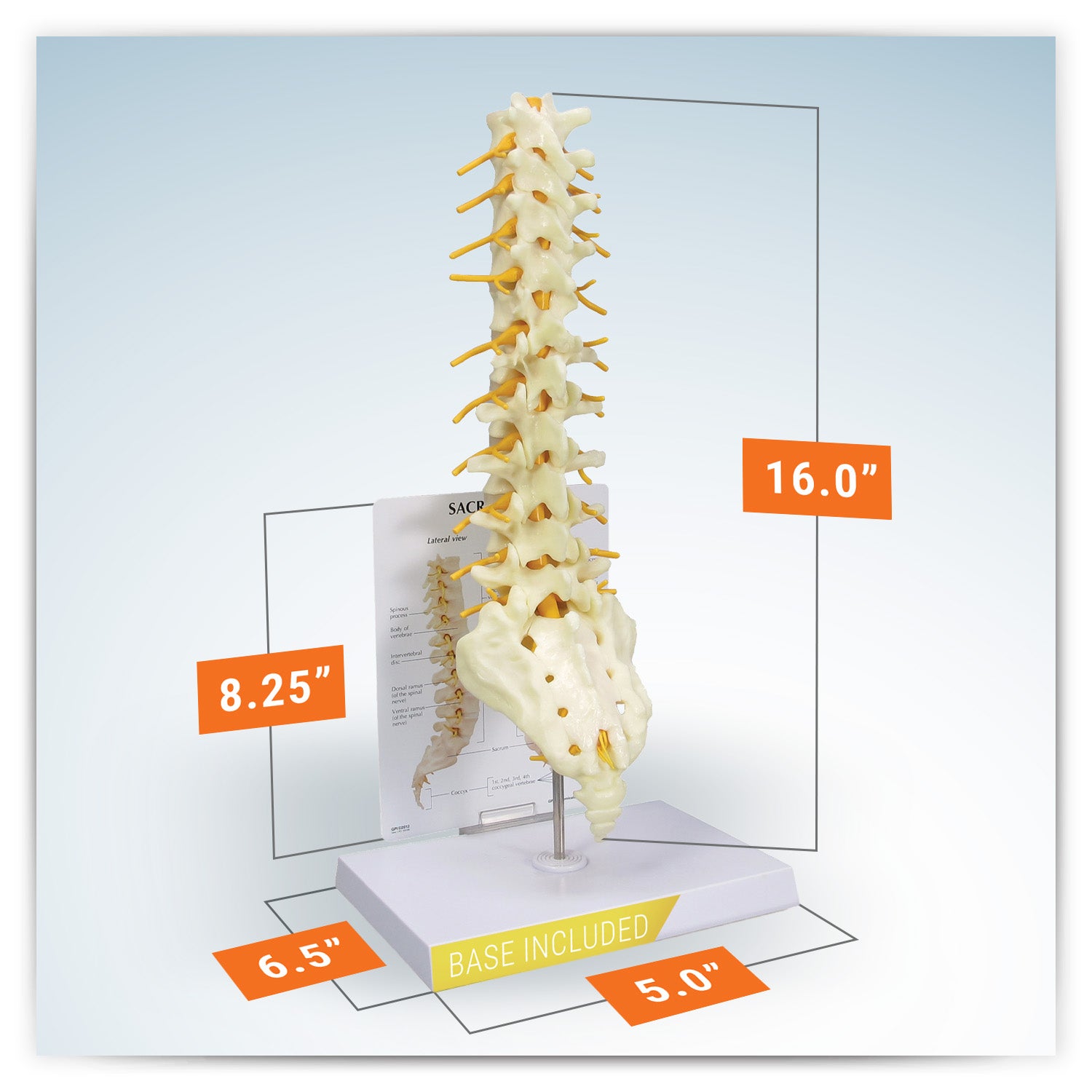 Sacrum - T8 Spine