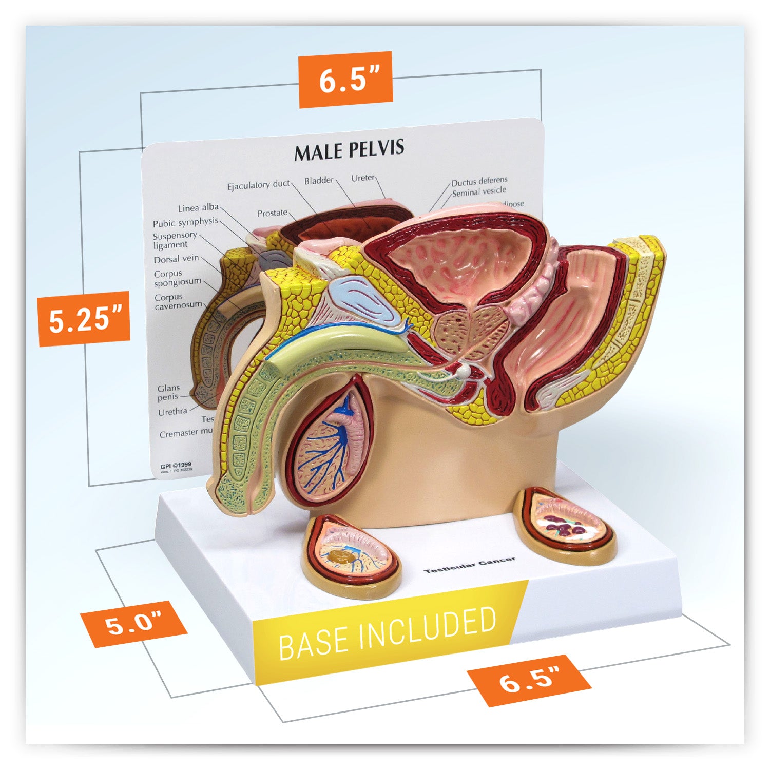 Male Pelvis with Testicles