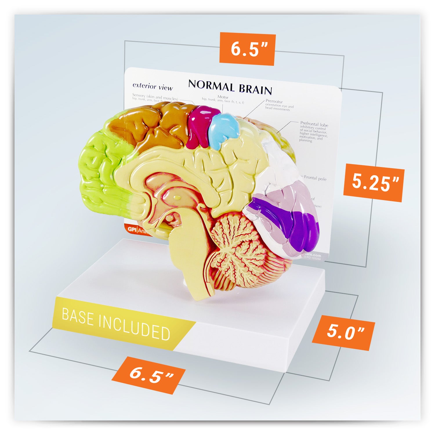 Half Brain (Sensory/Motor)