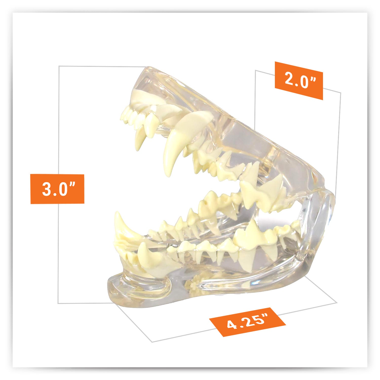 Clear Canine Jaw Model with Teeth