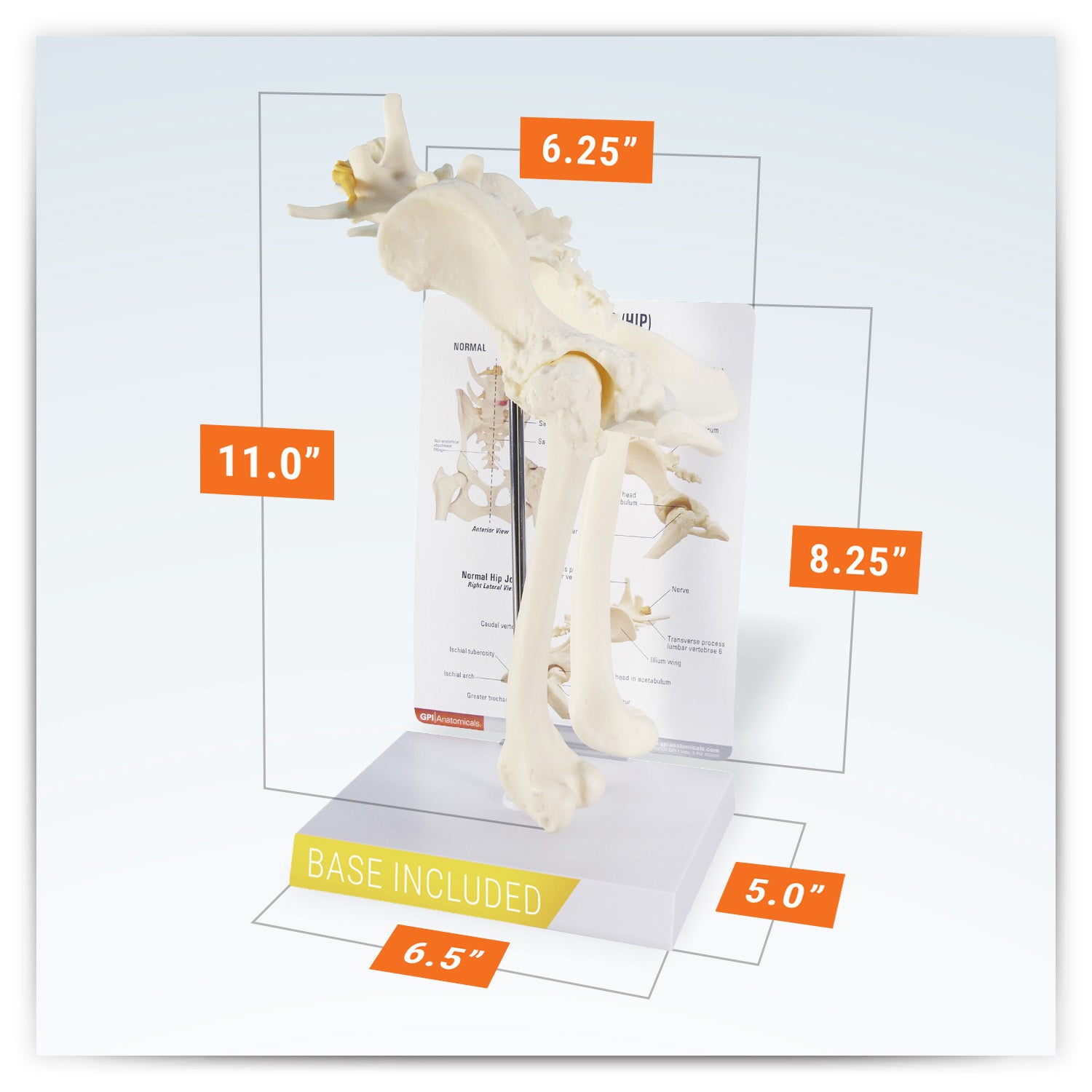 Canine Pelvis