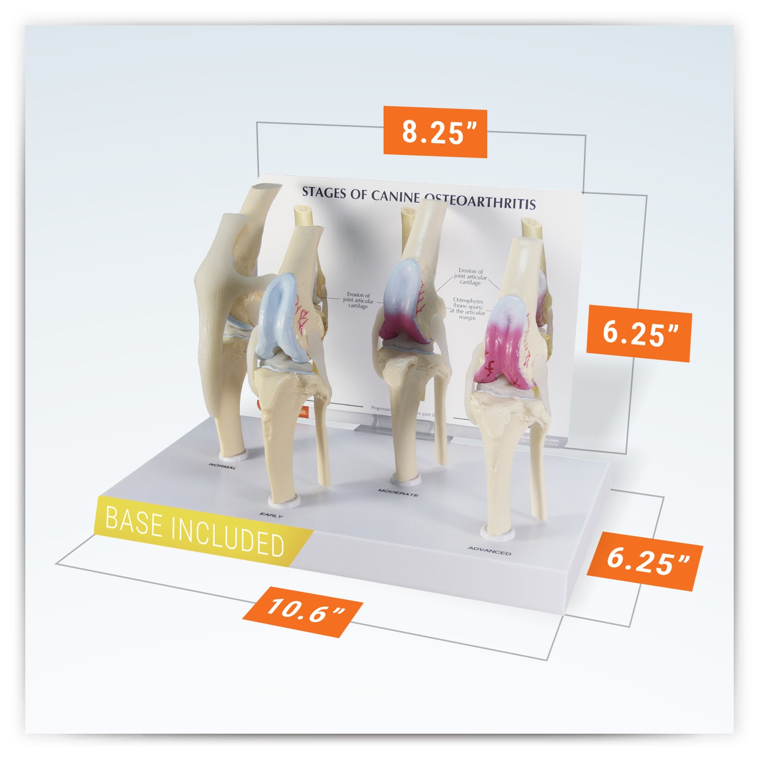 Canine 4-Stage Knee Osteoarthritis Model