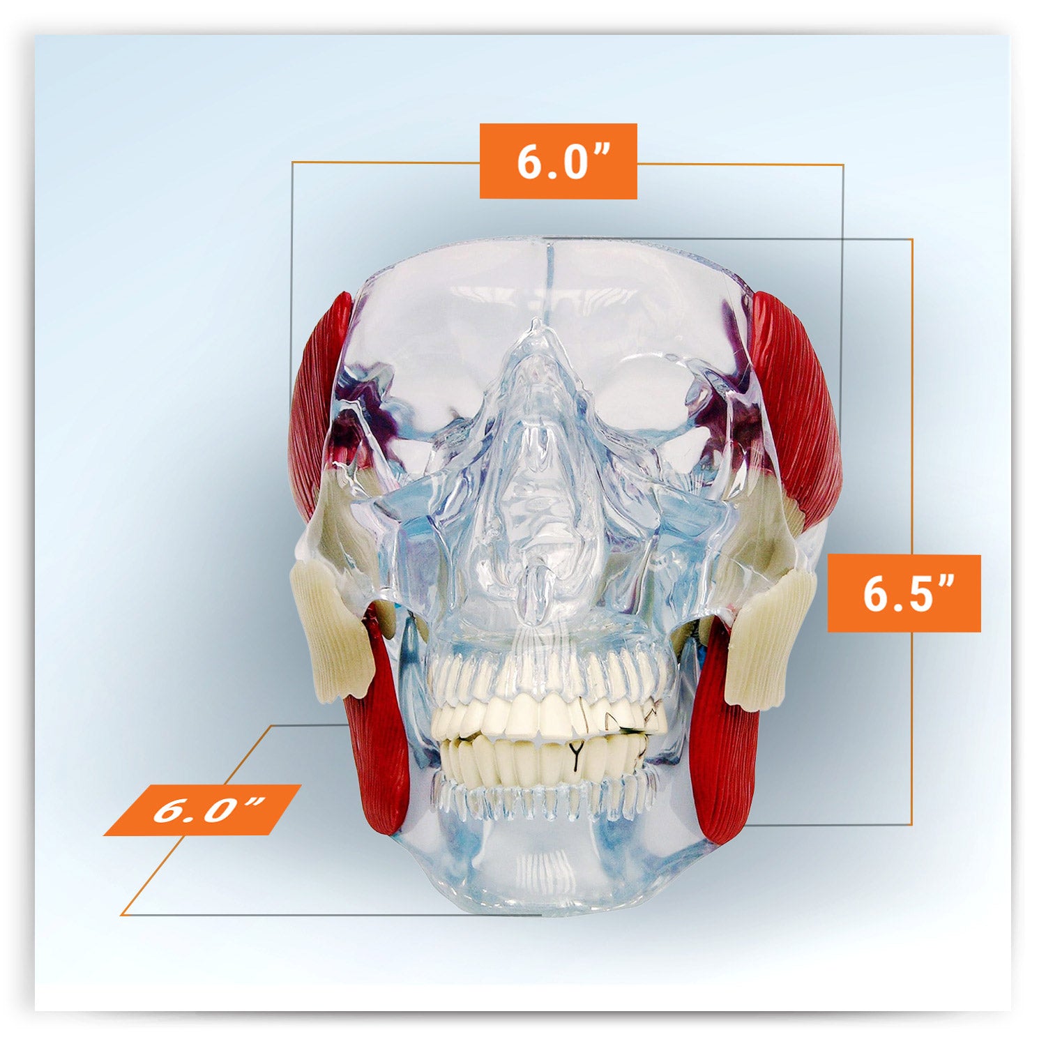 Temporomandibular Joint (TMJ)