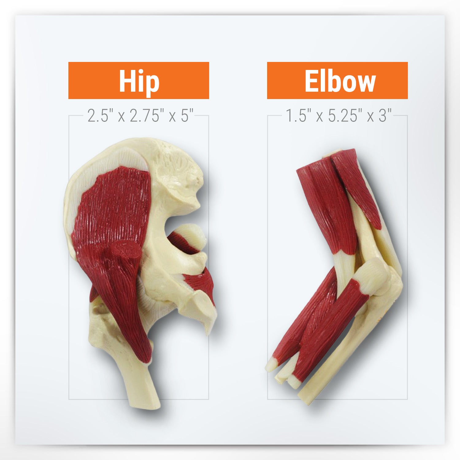 Mini-Muscled Joint Set
