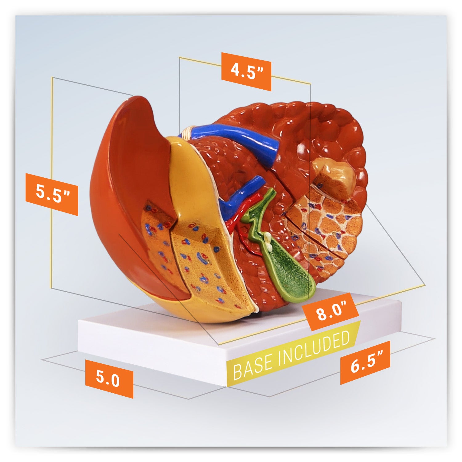 Liver (with Pathologies)