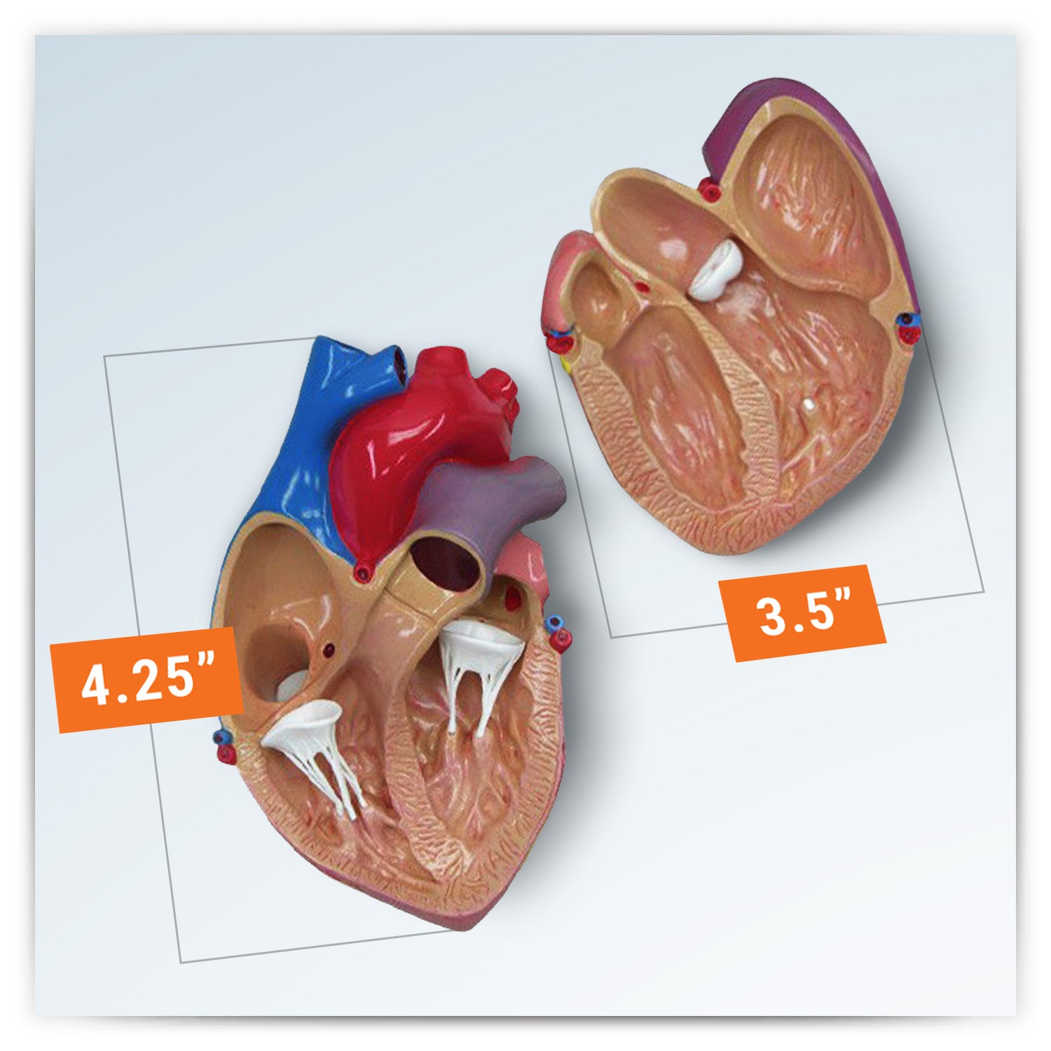 Heart model with Reference Card