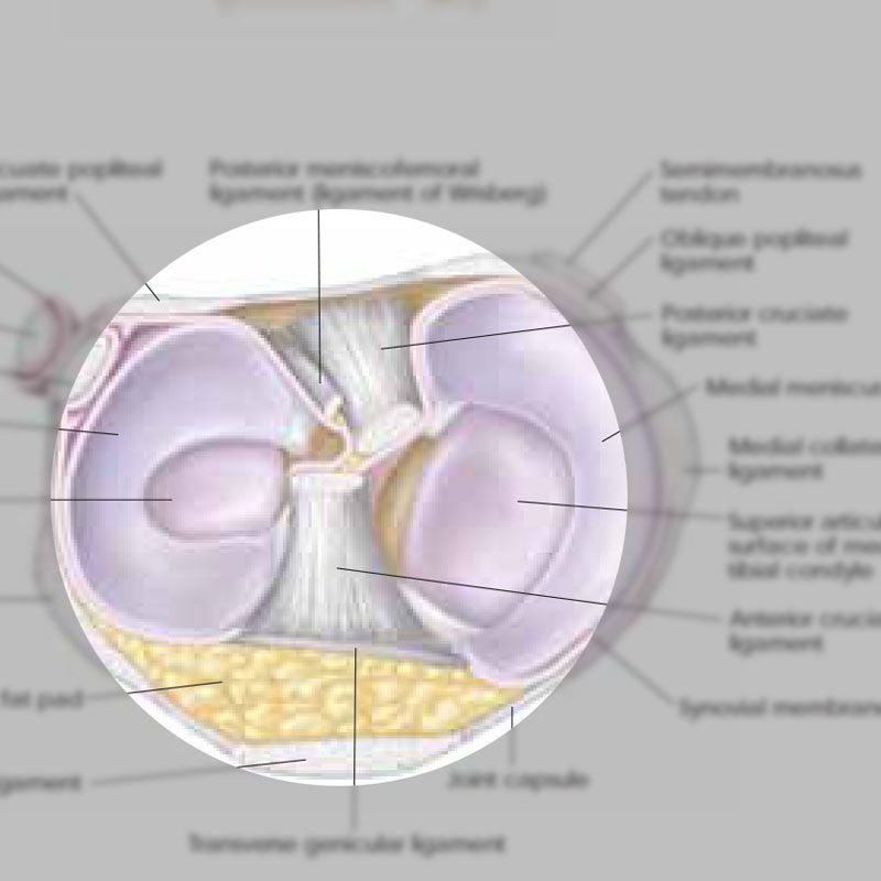 Athletic Injuries of the Knee chart - detail