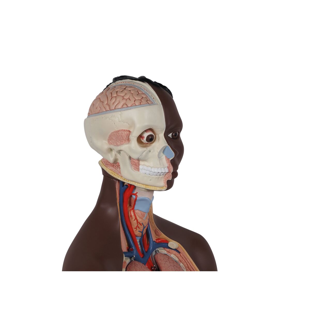 Classic Unisex Human Torso Model, 12 part, dark skin