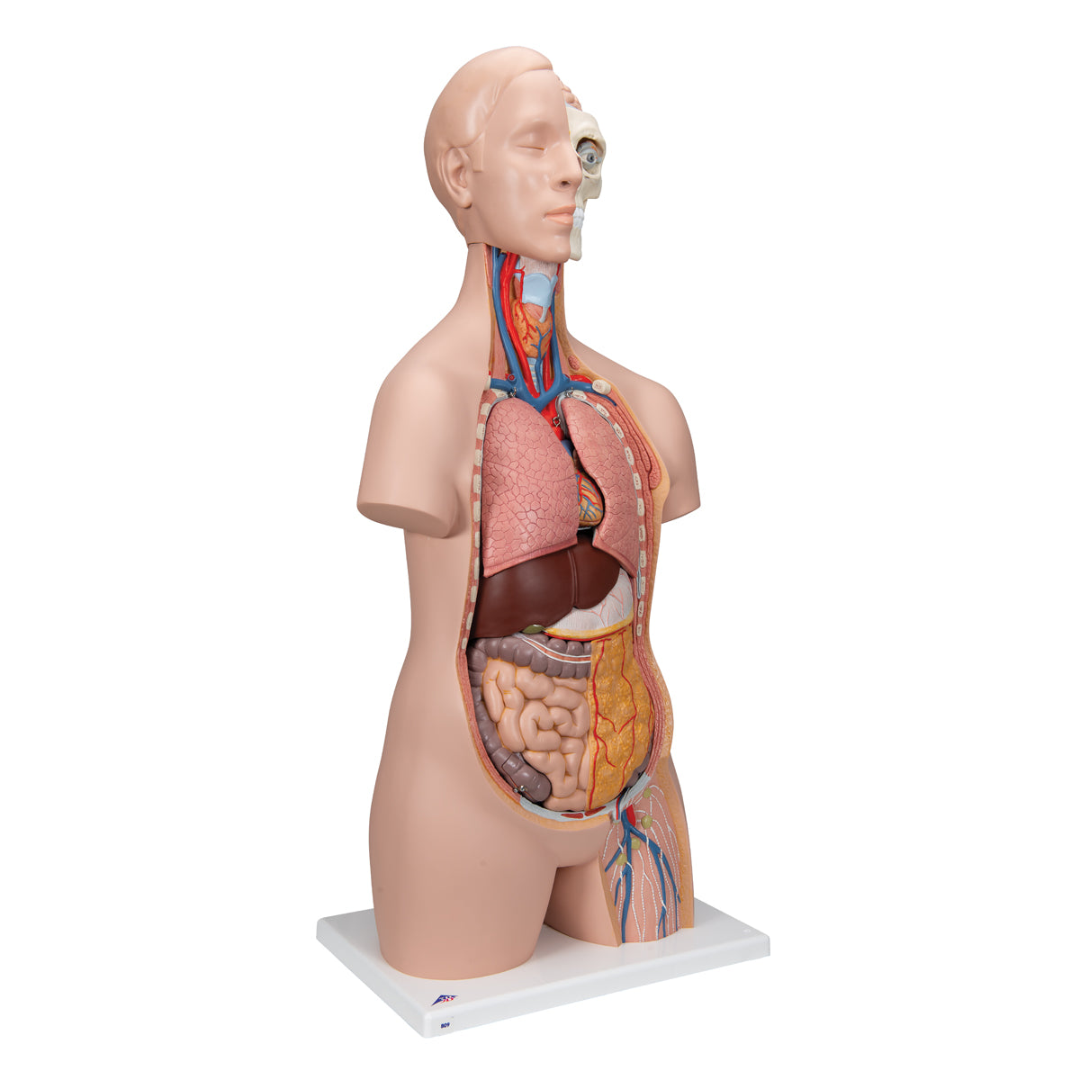 Classic Unisex Human Torso Model, 12 part - 3B Scientific B09, view 8