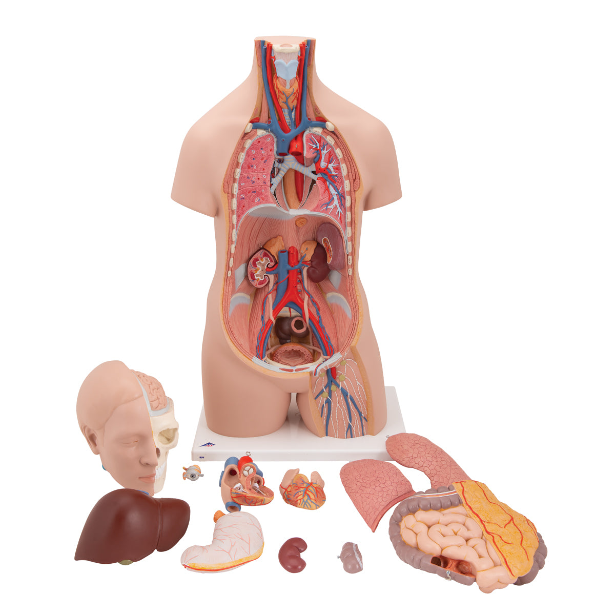 Classic Unisex Human Torso Model, 12 part - 3B Scientific B09, view 10