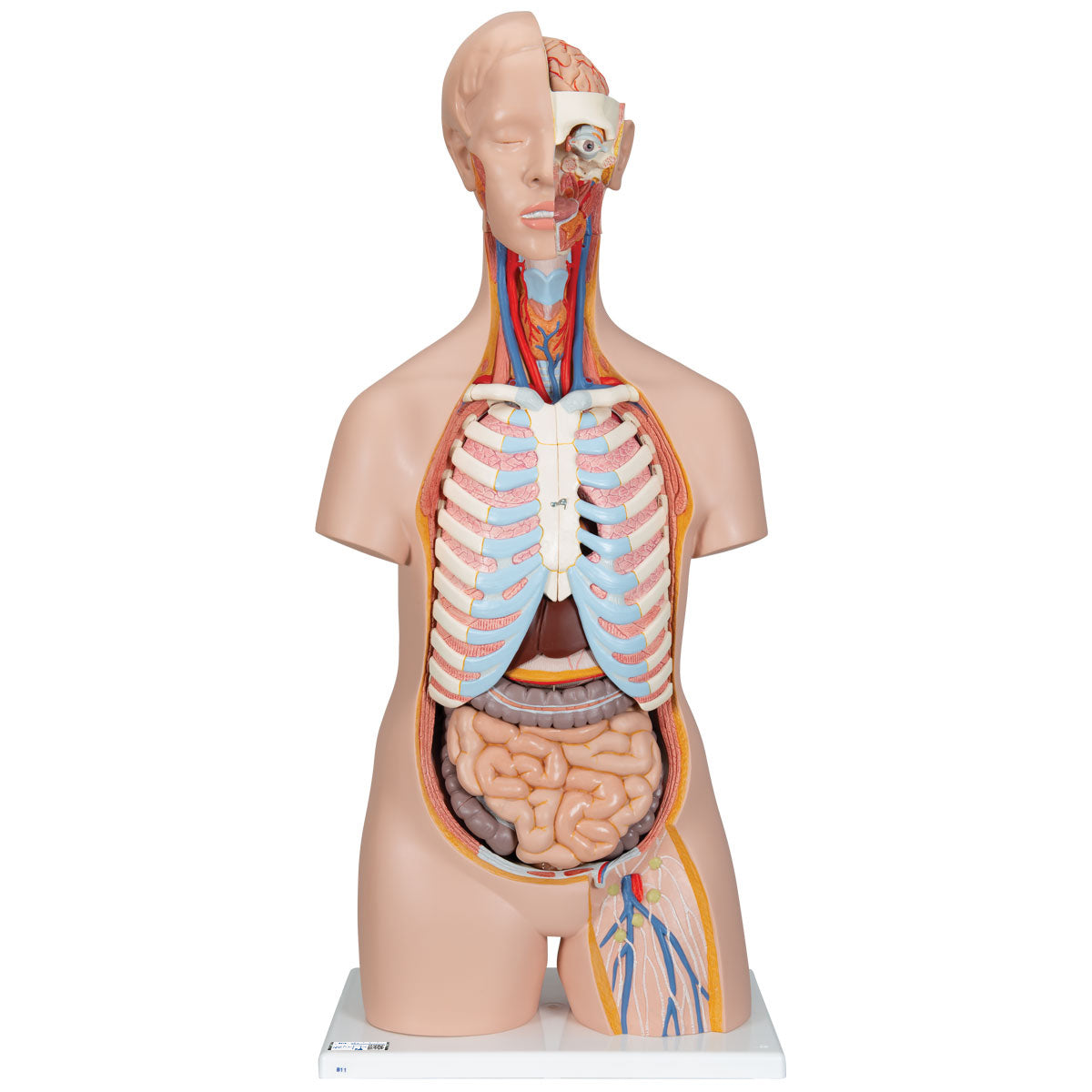 Classic Unisex Human Torso Model, 16 part - 3B Scientific B11, view 8