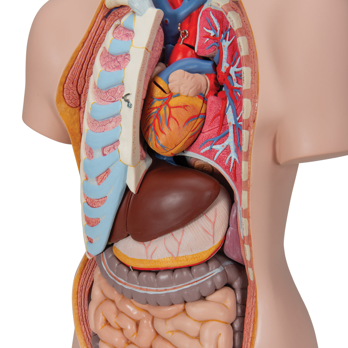 Classic Unisex Human Torso Model, 16 part - 3B Scientific B11, view 10