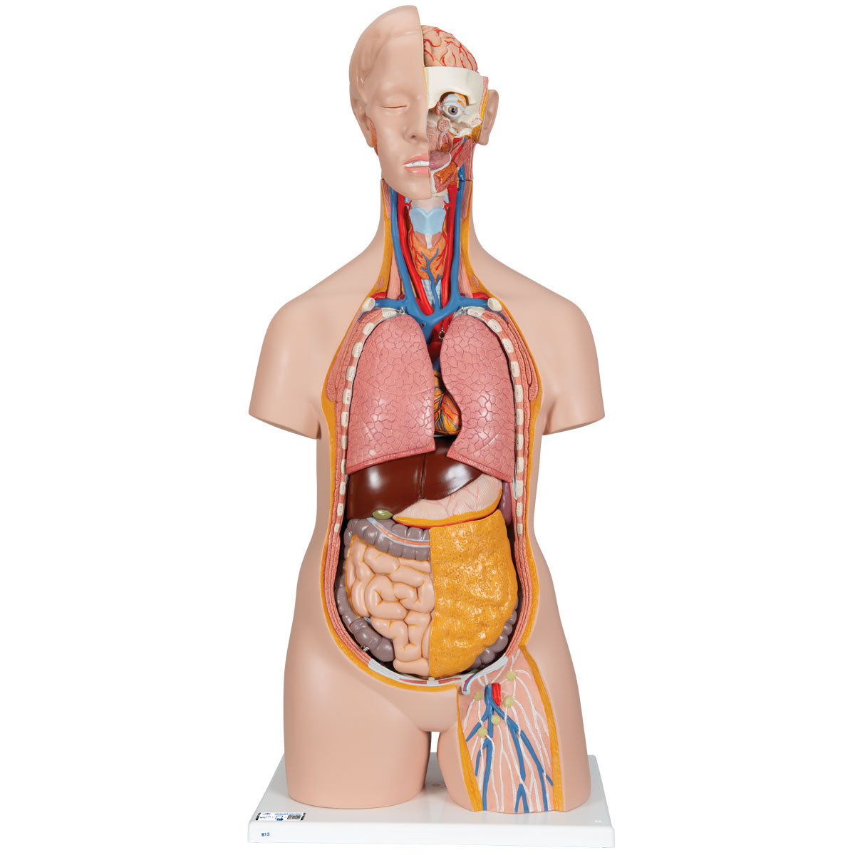 14-Part Unisex Torso - 3B Scientific B13, view 8