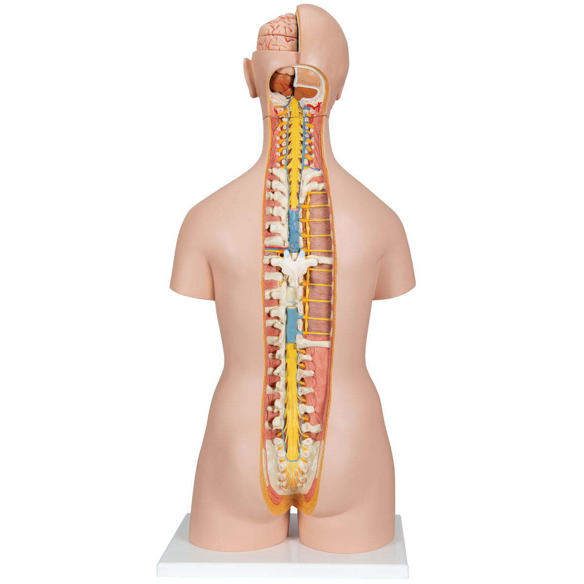 Classic Unisex Human Torso Model with Opened Neck and Back, 18 part