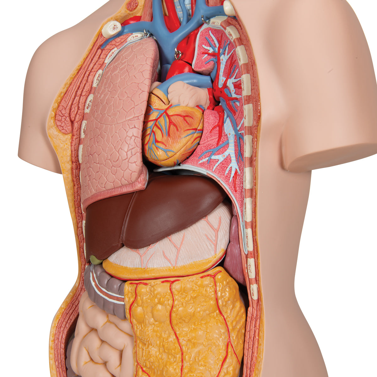 Classic Unisex Human Torso Model with Opened Neck and Back, 18 part