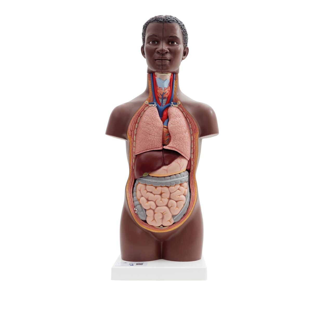 Mini Human Torso Model, 12 part, dark skin