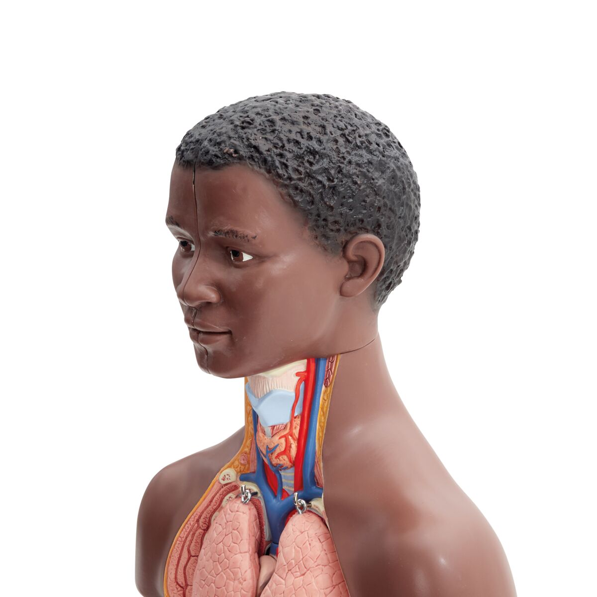 Mini Human Torso Model, 12 part, dark skin