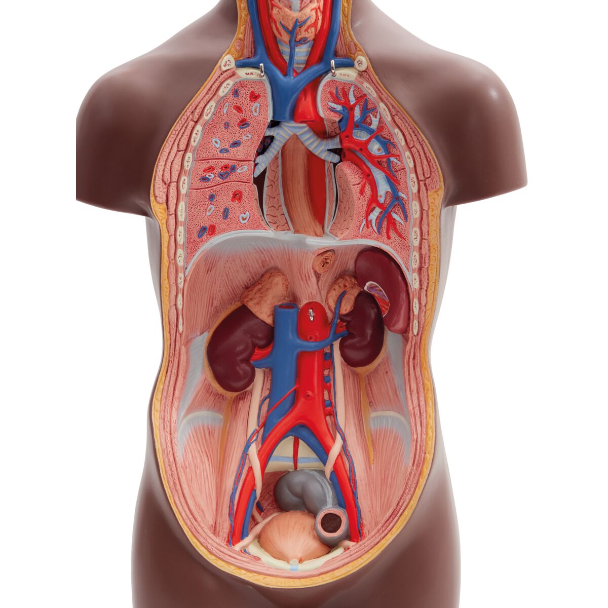 Mini Human Torso Model, 12 part, dark skin