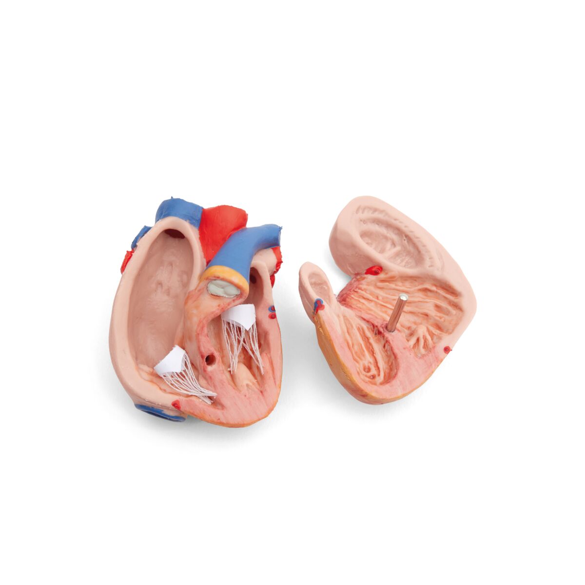 Mini Human Torso Model, 12 part, dark skin