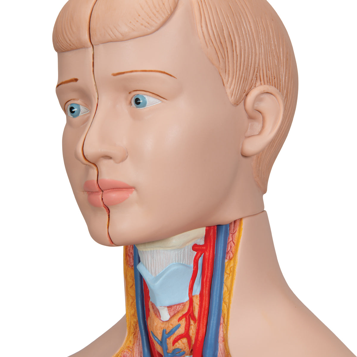 Mini Human Torso Model, 12 part - 3B Scientific B22, view 8