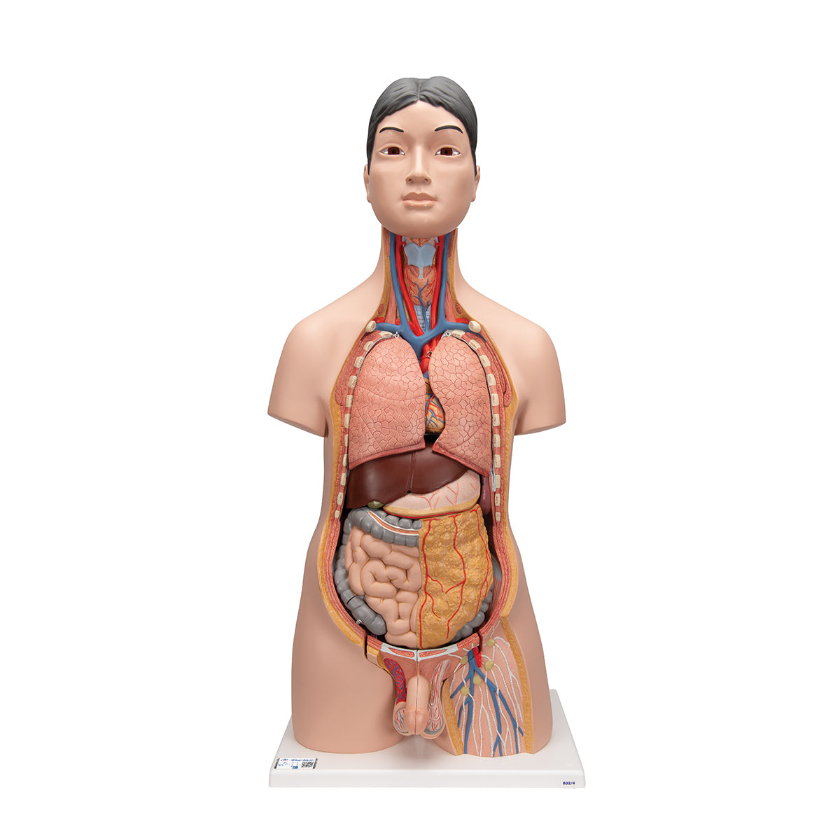 Deluxe Asian Dual Sex Human Torso Model, 18 part