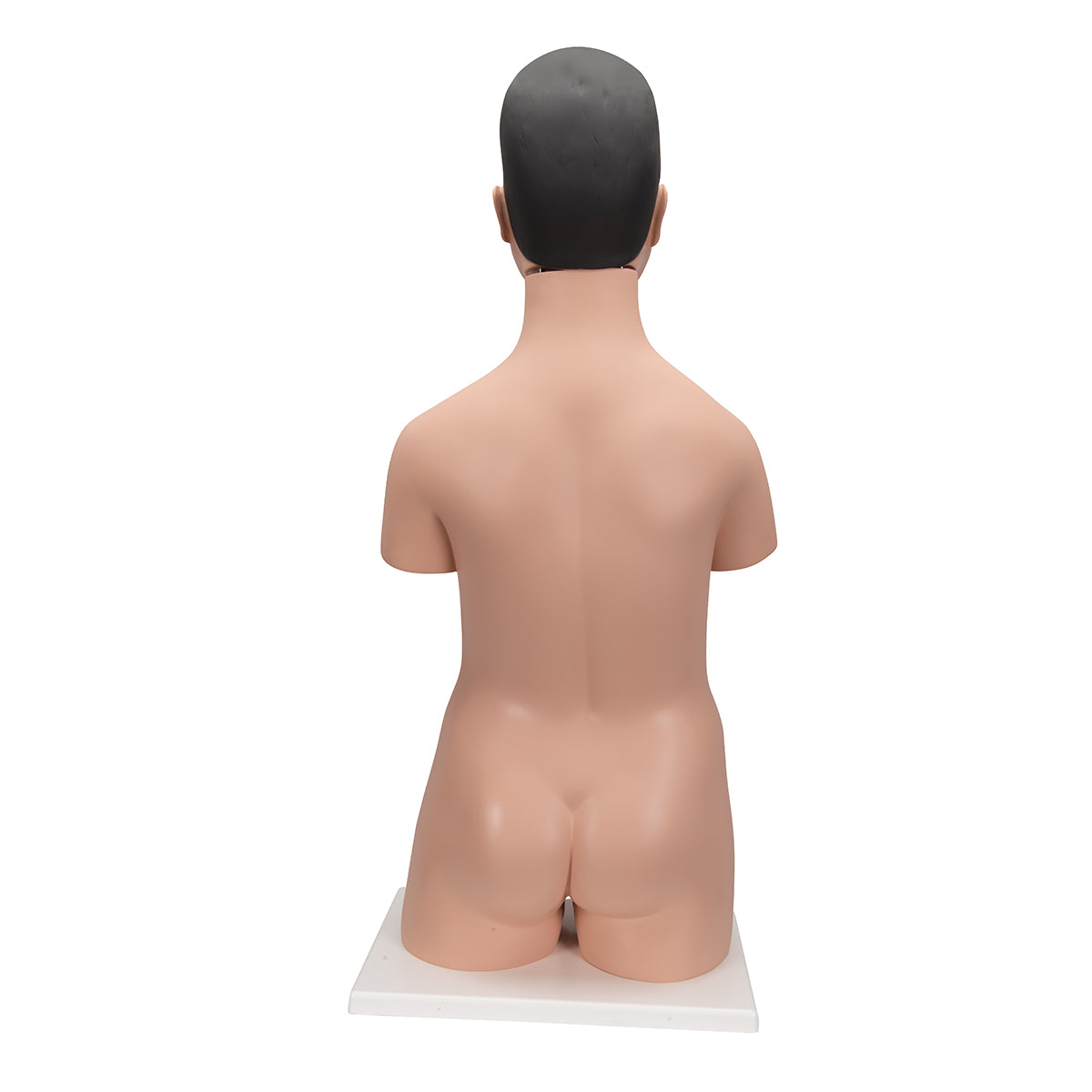Deluxe Asian Dual Sex Human Torso Model, 18 part
