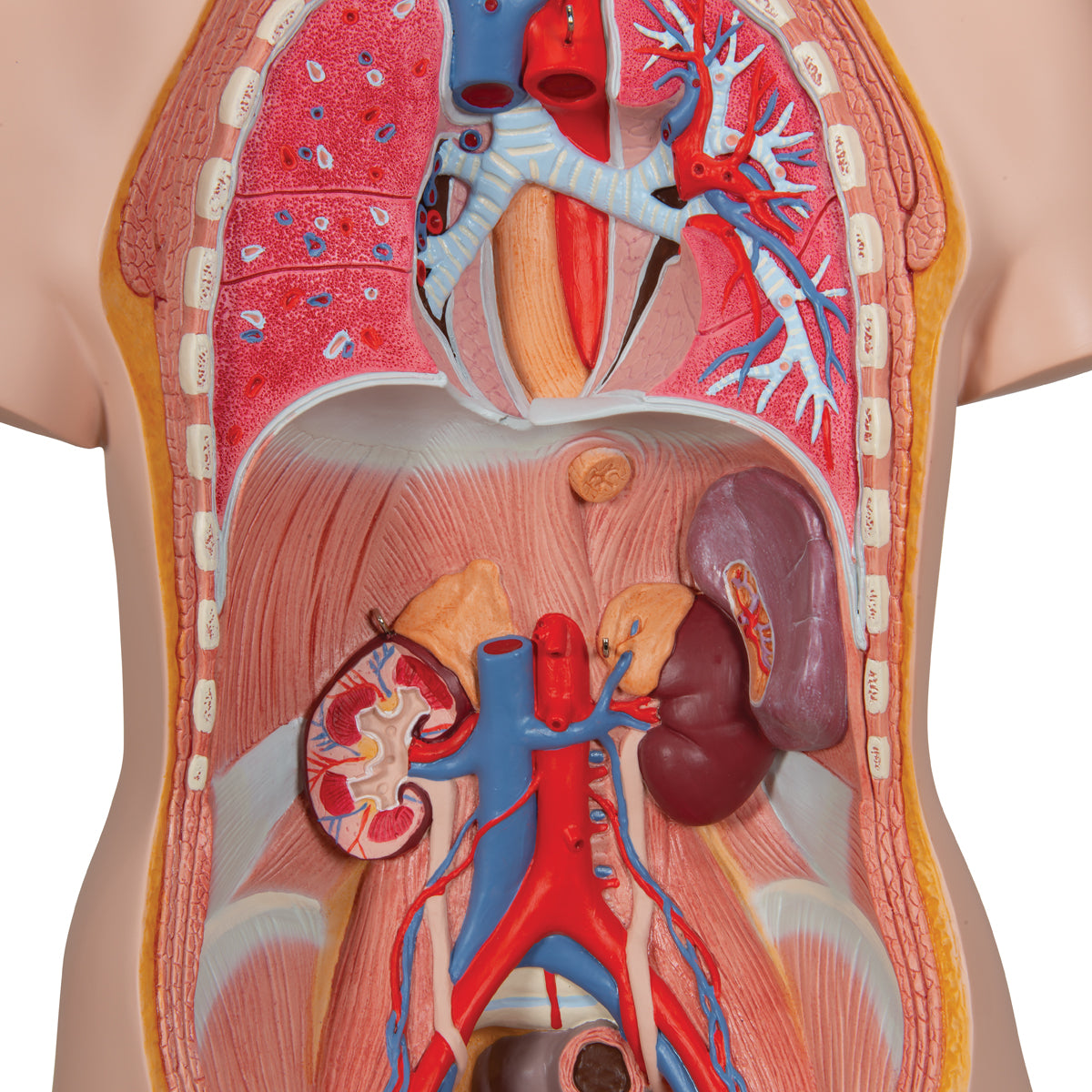 Deluxe Dual Sex Human Torso Model, 20 part