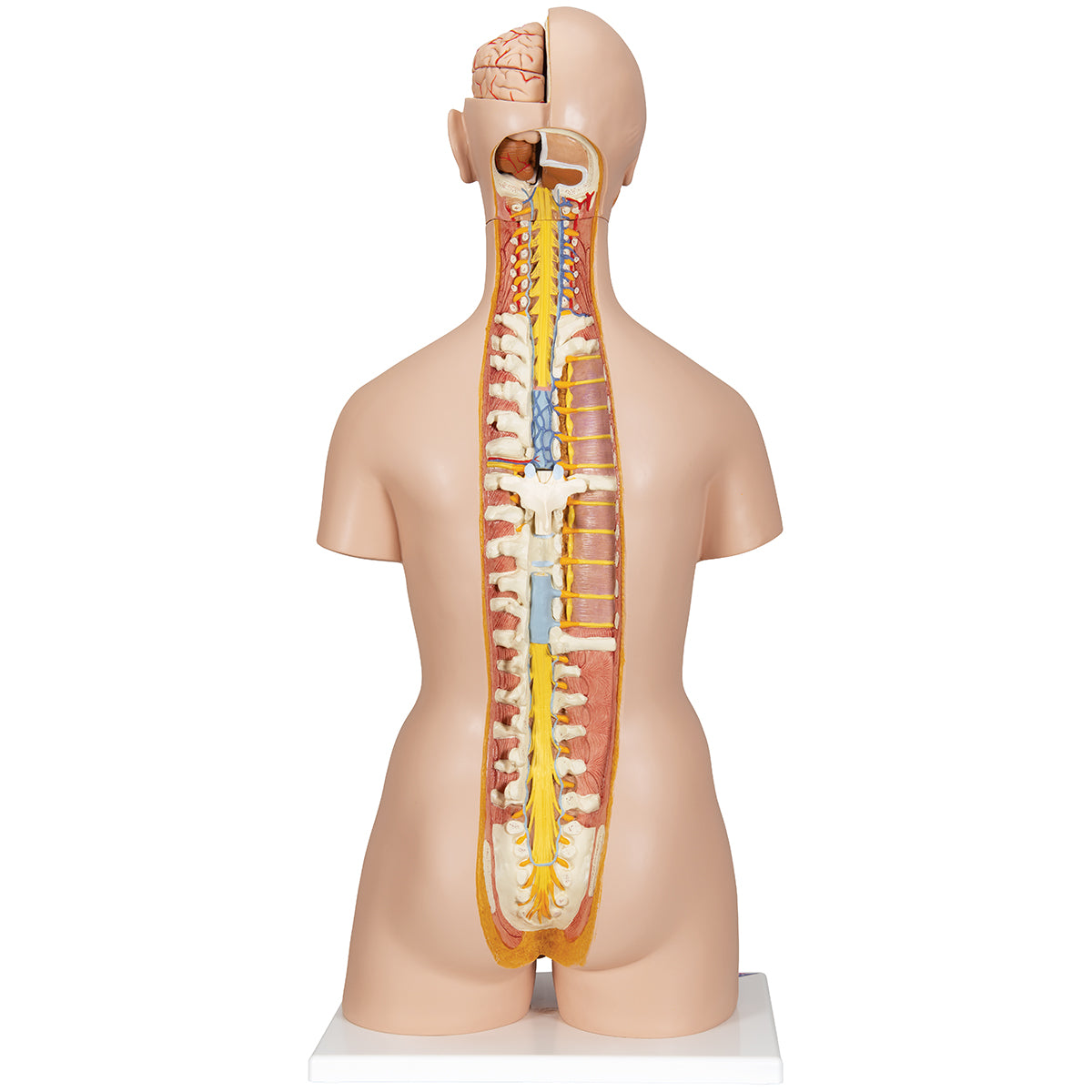 Deluxe Dual Sex Human Torso Model with Opened Back, 28 part - 3B Scientific B35, view 9