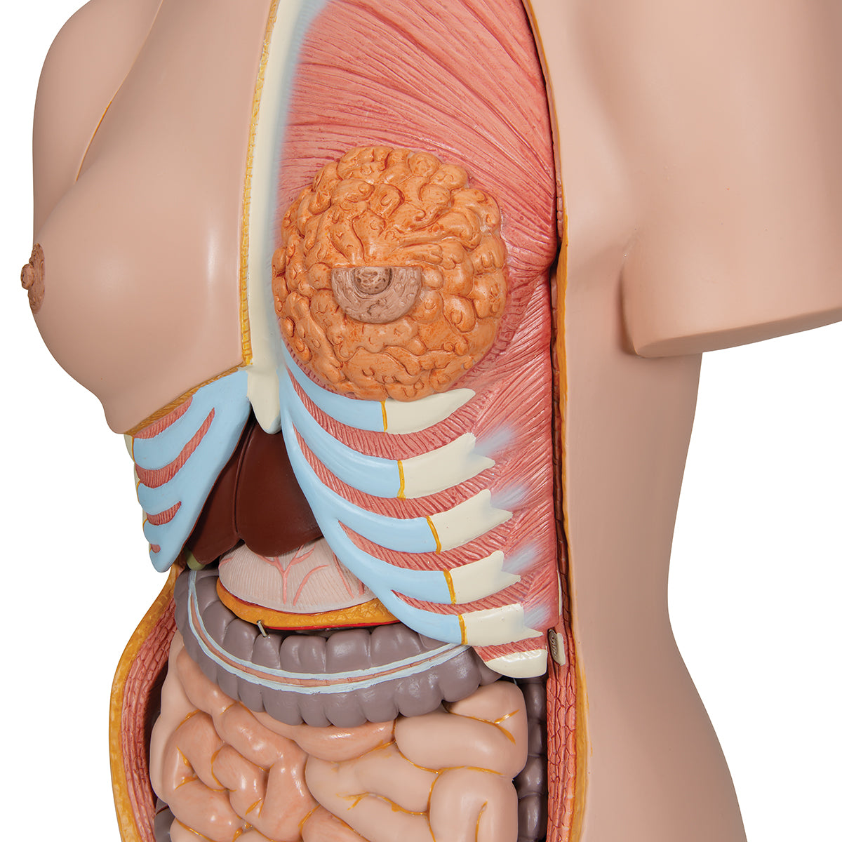 Deluxe Dual Sex Human Torso Model with Opened Back, 28 part - 3B Scientific B35, view 12