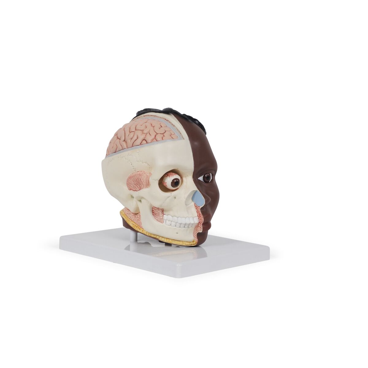 Head Model, 2-part dark skin