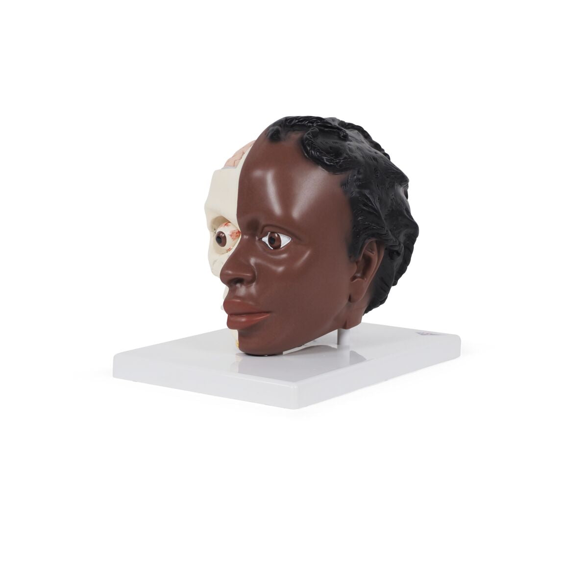 Head Model, 2-part dark skin